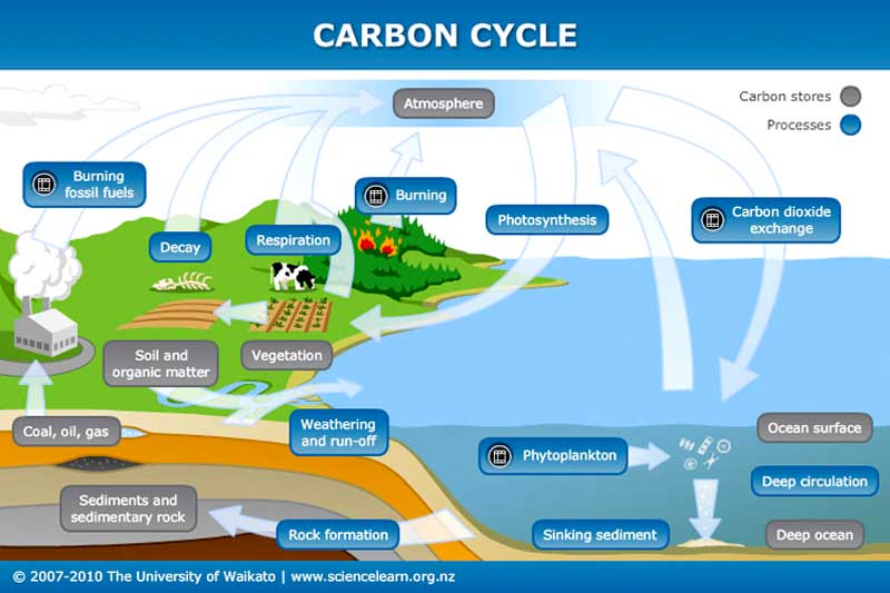 carbon_cycle_800