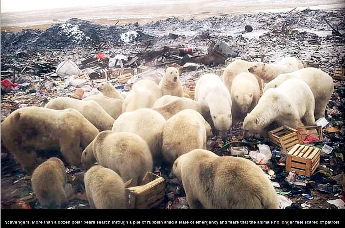 No, climate change hasn't driven polar bears to take over a Russian town –  Watts Up With That?