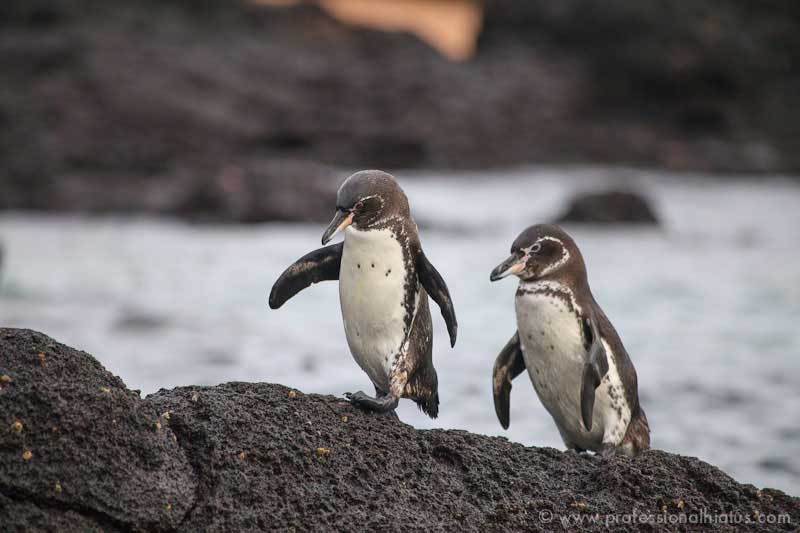 galapagos_penguins