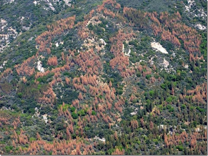 Dead and dying trees dot the landscape in the Sierra Nevada during the region's recent drought. Credit USDA Forest Service