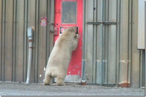 polar_bear-us-fws_young-bear-alaska-maybe-kaktovik-no-date