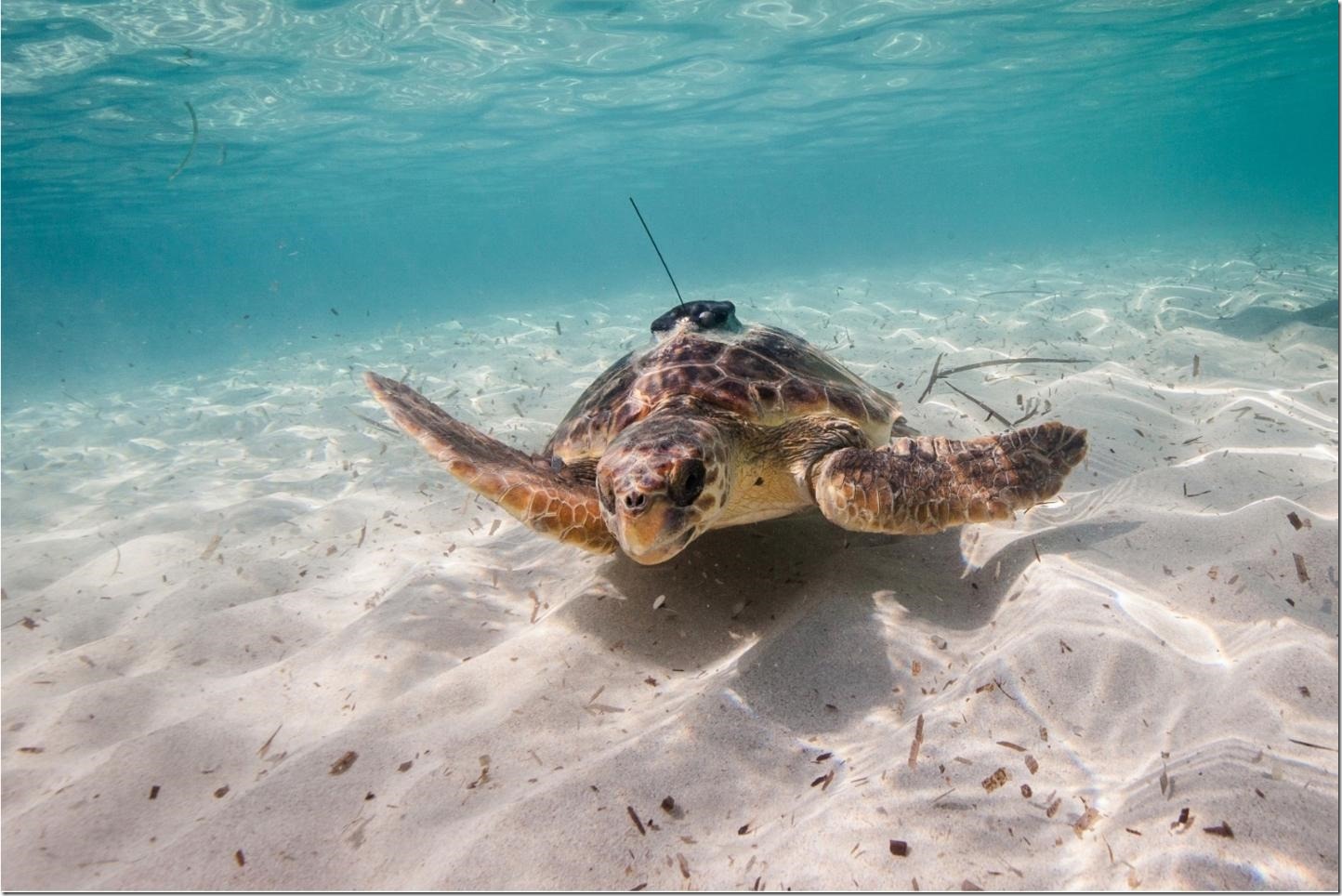 Sea turtle equipped with an animal-borne sensor. Credit: Miquel Gomila/SOCIB