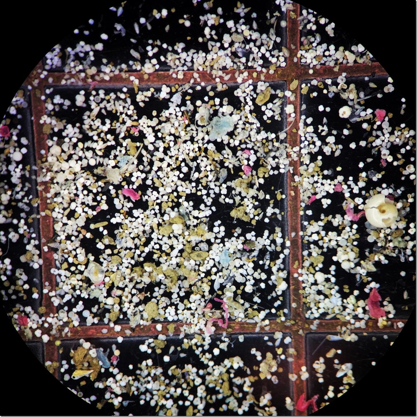 IMAGE: These colorful spots are tiny foraminifera shells taken from the mud of core samples as seen under a microscope. Credit: NOAA