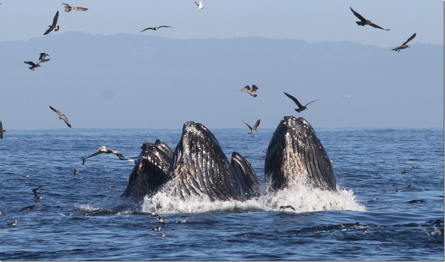 Humpback whales feed on anchovy off the Coast of California. New research shows that warm ocean temperatures pushed whales into the same water as crab fishermen, and whale entanglements increased. Credit: John Calambokidis/Cascadia Research Collective