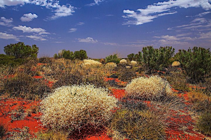 Australia desert wildflowers