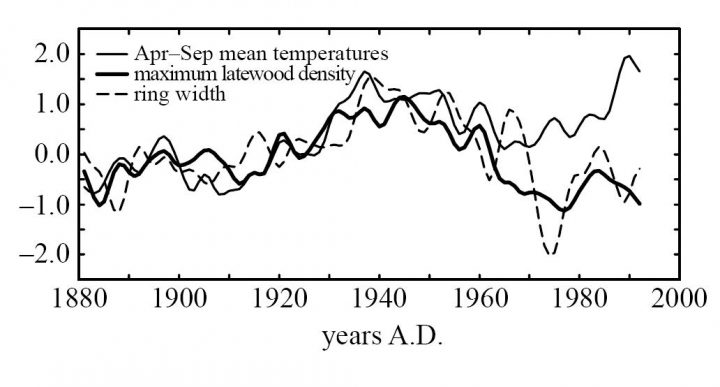 Tree ring width and wood density vs temperature