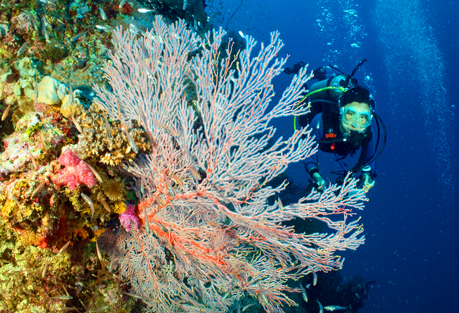 “Proxies” Claim Half the GBR Corals Dead – But Not in Real Life
