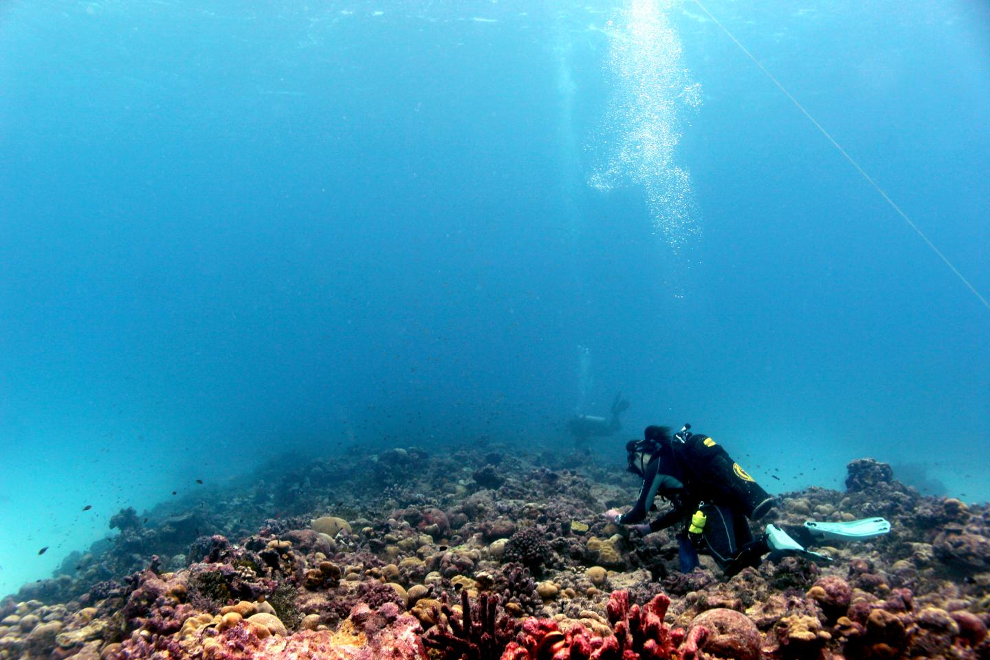 Coral recovery during a prolonged heatwave offers new hope