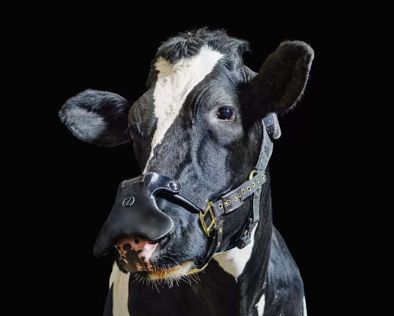 UK Company Develops Climate Change Masks for Cows