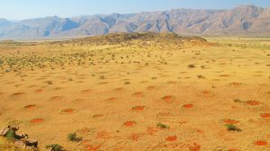 grass fractal dots at edge of desert.jpg
