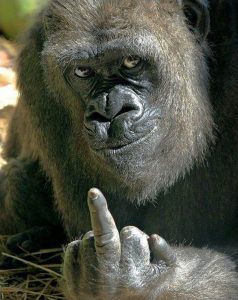 gorilla-middle-finger.jpg