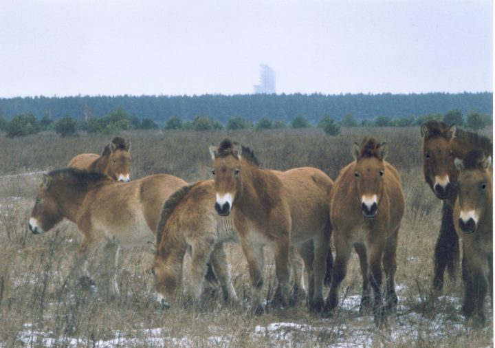Chernobyl horses