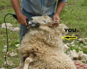 sheep shearing.jpg