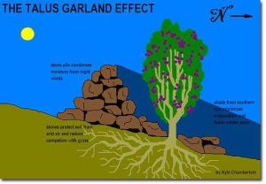 Talus Garland Effect.jpg