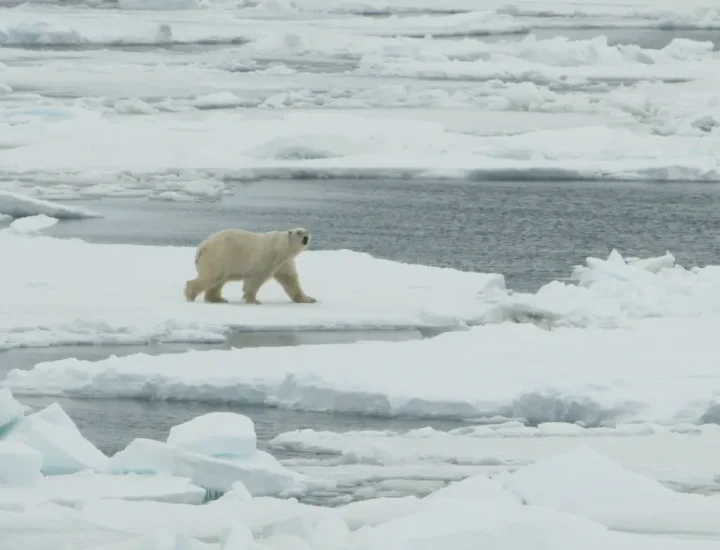 Polynyas Sangat Penting untuk Memberi Makan Musim Semi Beruang Kutub – Bertambah Dengan Itu?